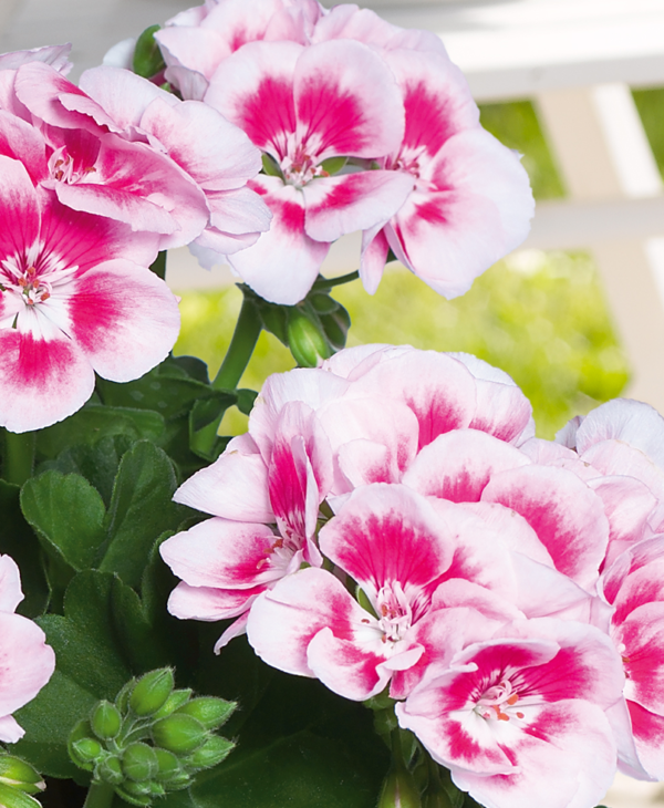 Pelargoni Flower Fairy White Splash