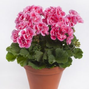 Pelargoni Spanish Wine Rose