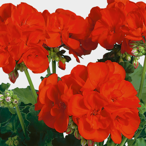 Pelargoni Quality Line PAC® Anthony, Pikkutaimi