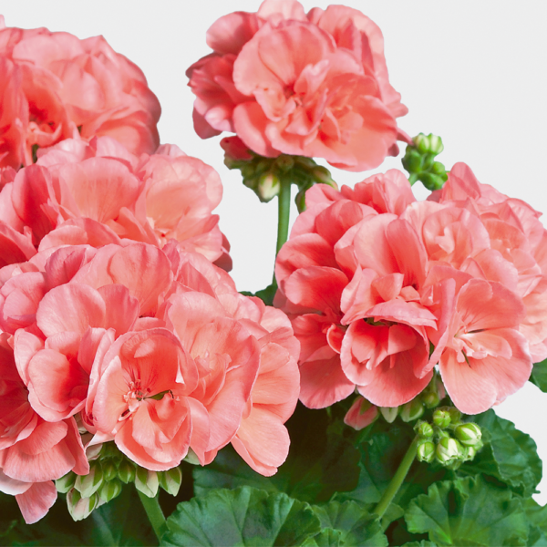 Pelargoni PAC® Calais, Pikkutaimi