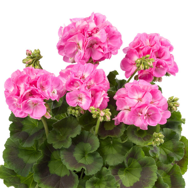 Pelargoni Candy Pink