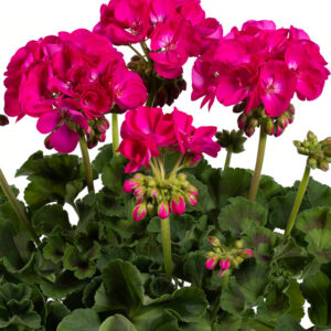 Pelargoni Ellen