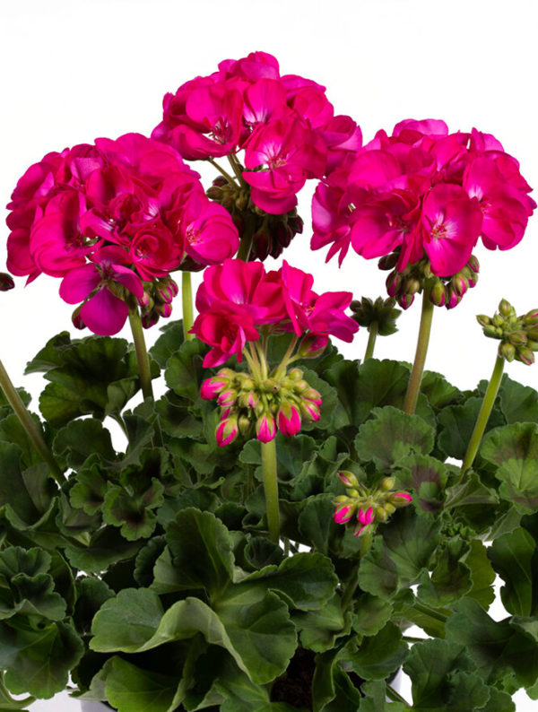 Pelargoni Ellen