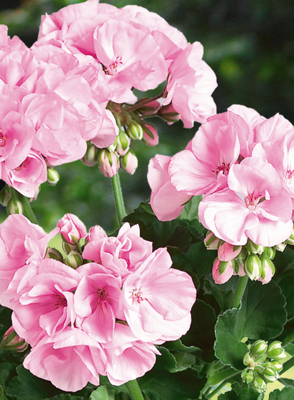 Pelargoni emilia