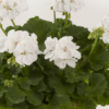 Pelargoni Iceberg