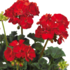 Pelargoni Victor