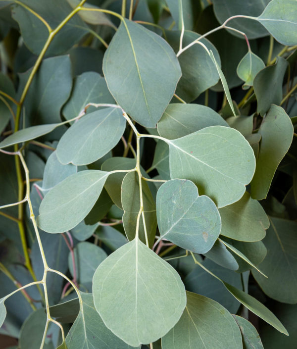 eukalyptus