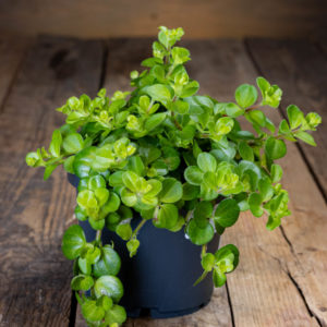 Peperomia rotundifolia