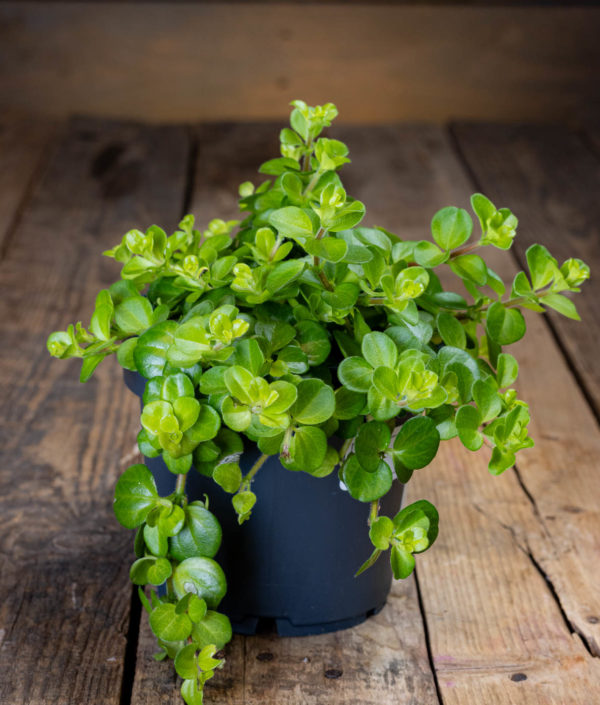Peperomia rotundifolia