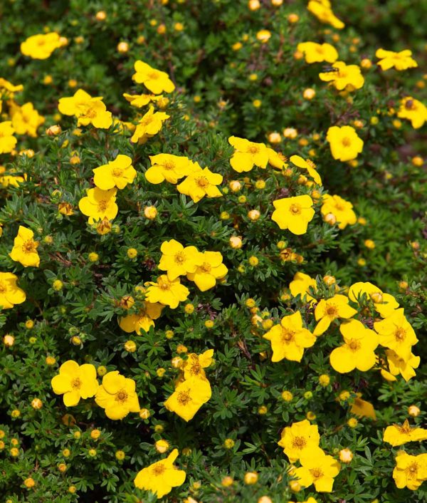 keltaisia pensashanhikin kukkia