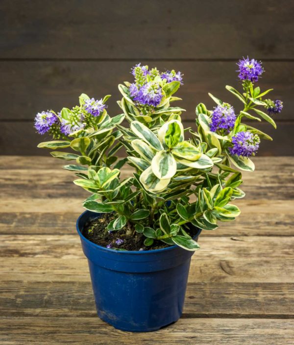 Pensastädyke Variegata - Image 2