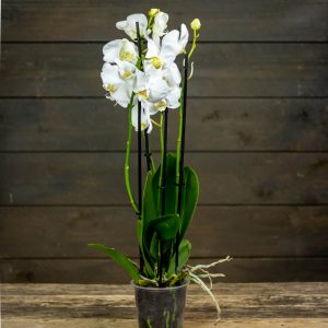 valkoine orkidea