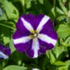 raidallinen petunia