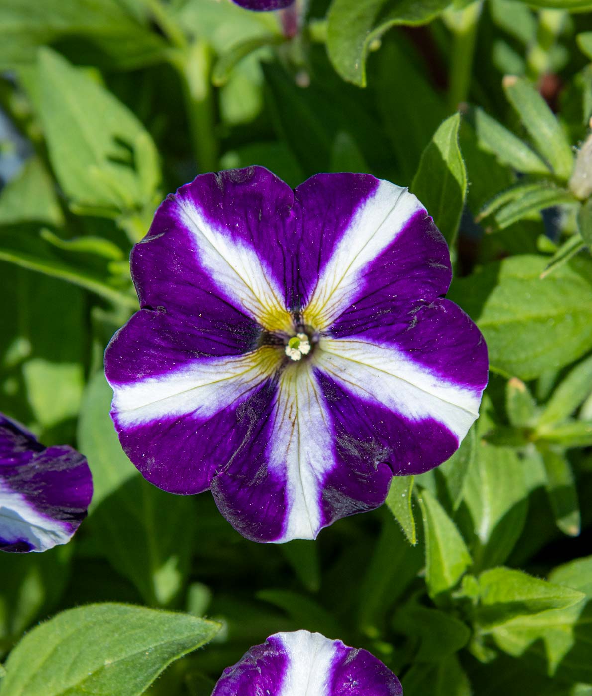 raidallinen petunia