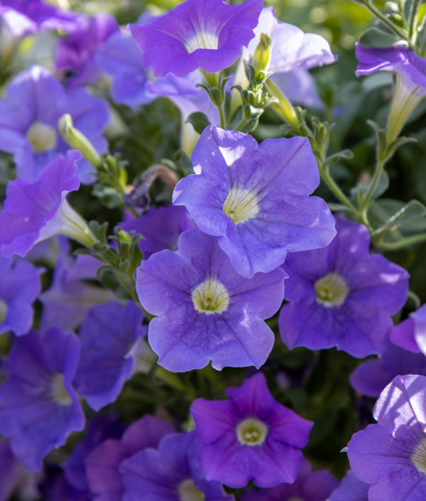 Petunia-Amppeli - Image 5