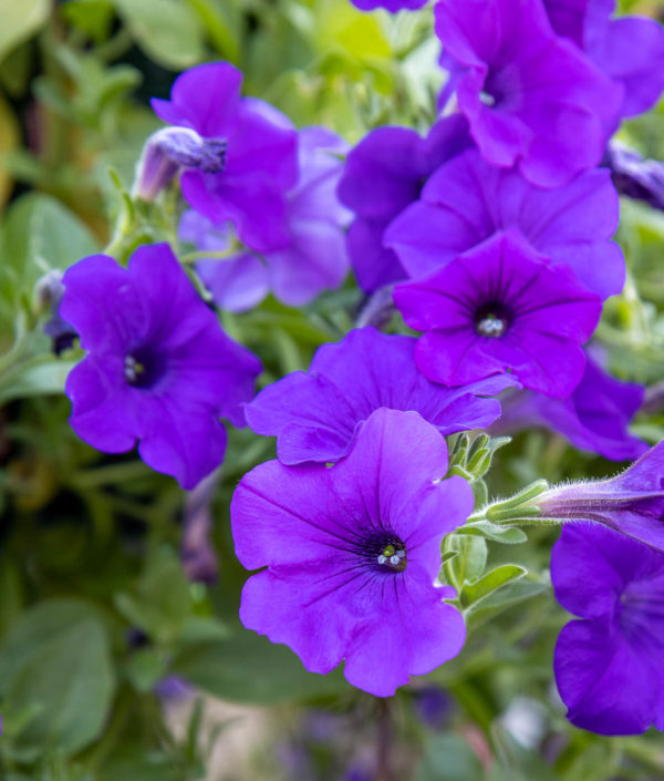 Petunia-Amppeli - Image 4
