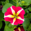 Petunia Amore Queen of Hearts amppelissa, punakeltaiset kukat joissa selkeät sydänkuviot.