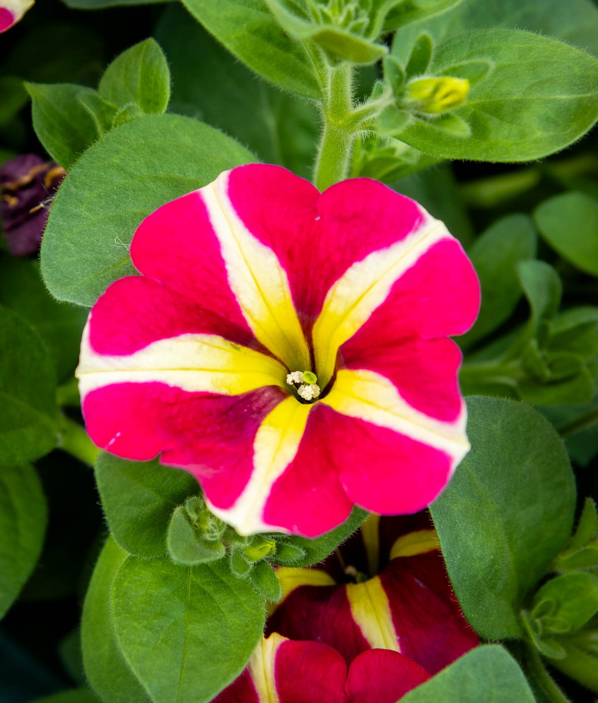 Petunia Amore Queen of Hearts amppelissa, punakeltaiset kukat joissa selkeät sydänkuviot.