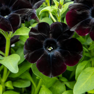 Musta petunia, jonka samettiset ja tummanpuhuvat kukat kukkivat runsaana kirkkaan vihreää lehteä vasten.