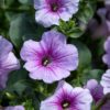 Petunia-Amppeli