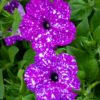 Violetti petunia, jonka terälehdissä on valkoisia pilkkuja, muistuttaen tähtitaivasta.