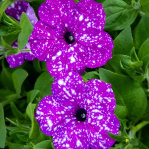 Violetti petunia, jonka terälehdissä on valkoisia pilkkuja, muistuttaen tähtitaivasta.