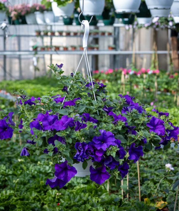 Petunia amppeli