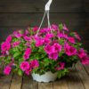 Petunia-Amppeli
