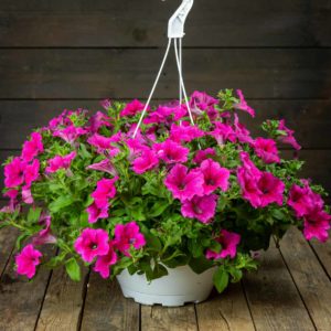 Petunia-Amppeli