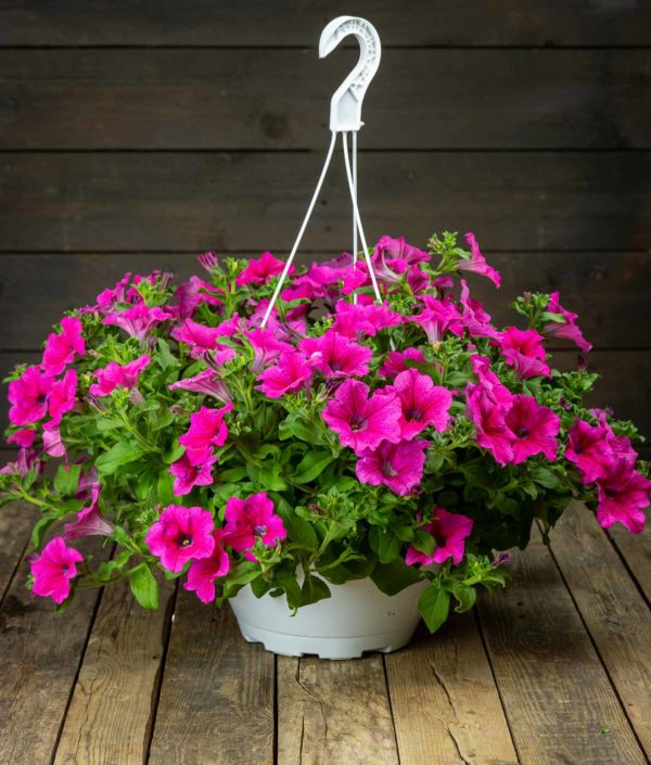 Petunia-Amppeli