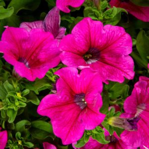 Petunia-Amppeli Pinkki