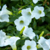 valkoinen petunia