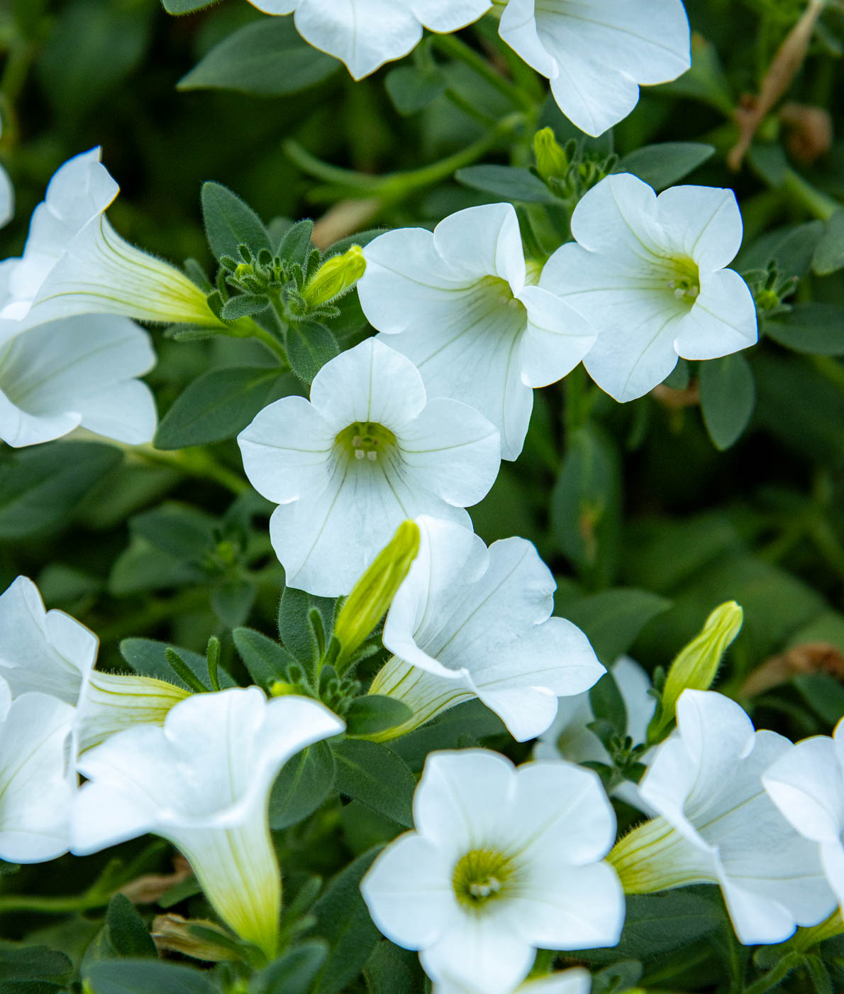 valkoinen petunia
