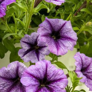 petunia amppeli, surffiinia amppeli