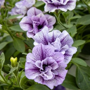 petunia surffiinia amppeli