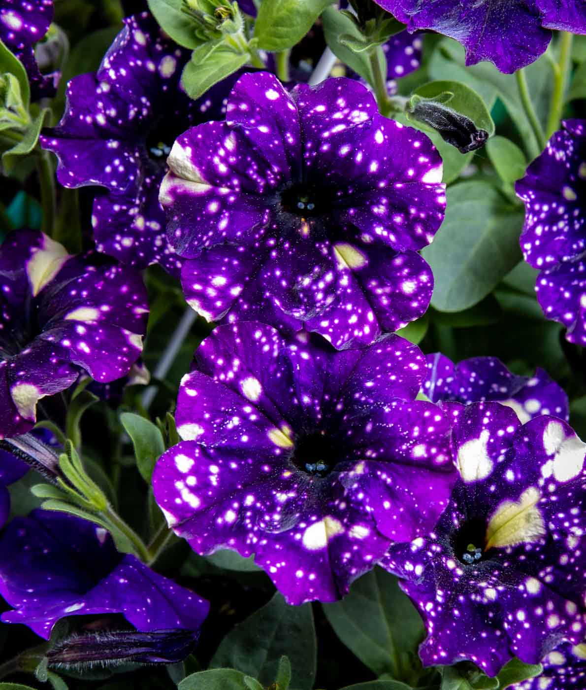 Petunia-Amppeli Violet Vogue Splash