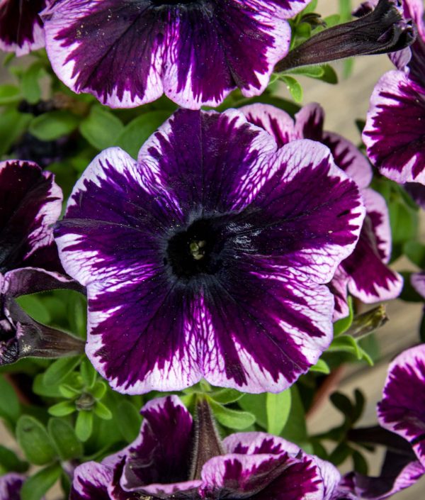 Petunia Cosmic Pink - Image 2