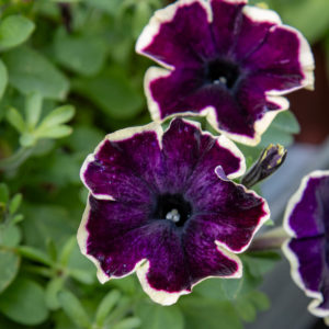 Petunia