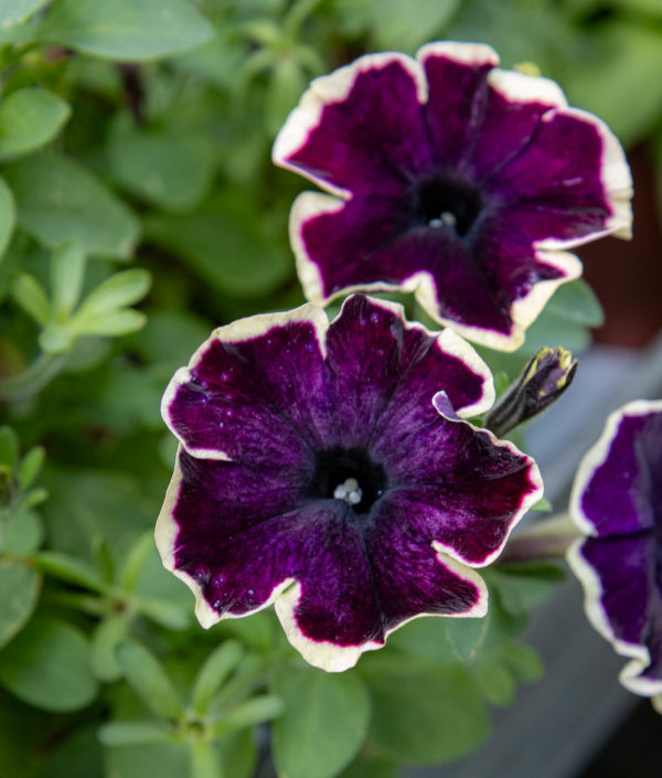 Petunia