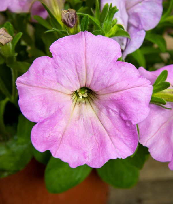 Petunia Gotunia Light Pink - Image 2