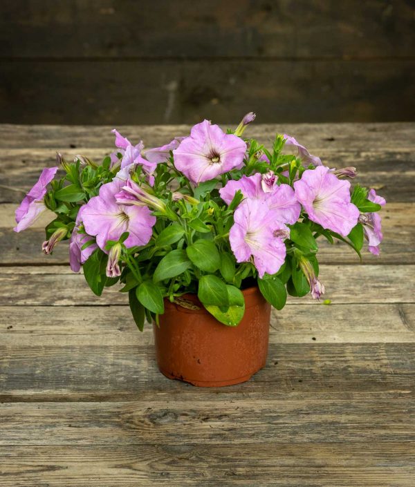 Petunia Gotunia Light Pink