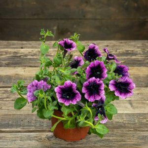 tumman liilan petunia