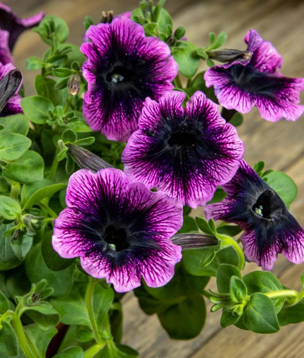 Petunia Gotunia Purple Eye kukka