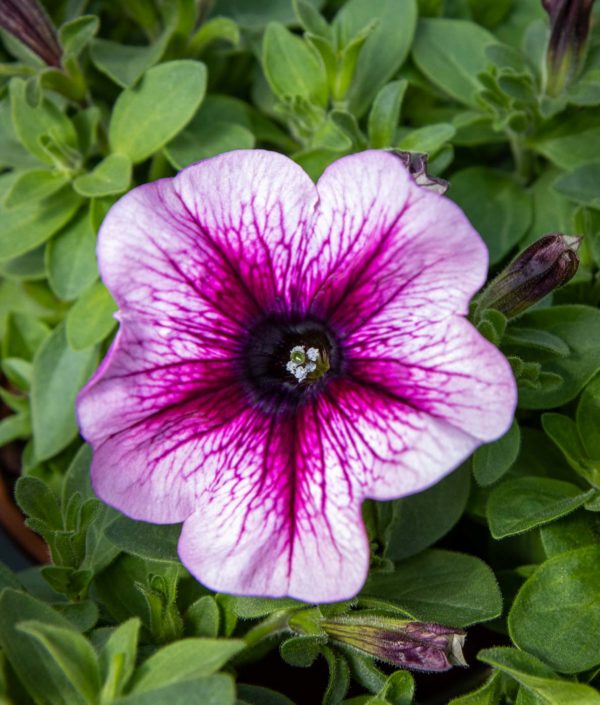Petunia