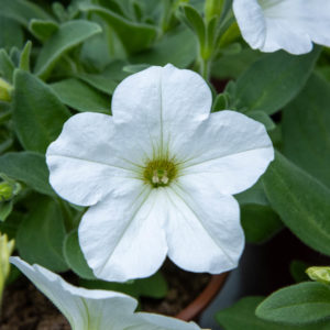 valkoinen petunian kukka