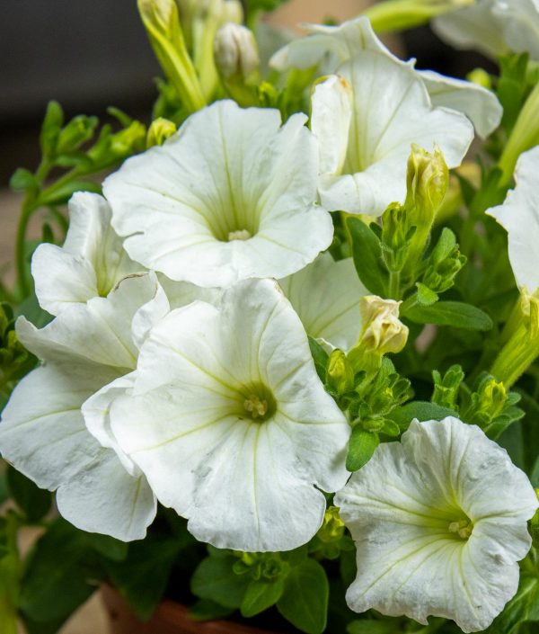 Petunia Gotunia White - Image 2