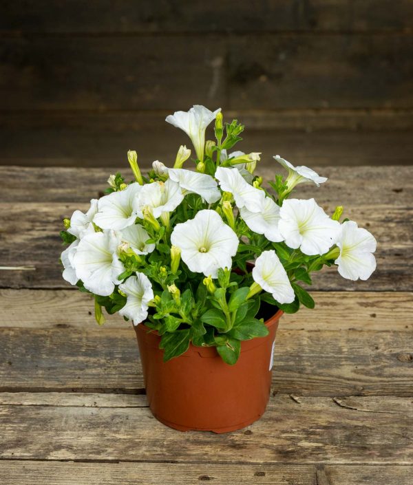 Petunia Gotunia White