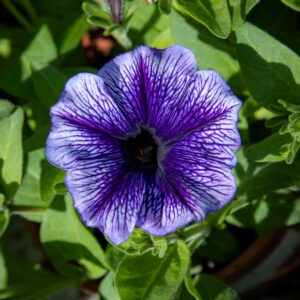 sinikukkainen petunia
