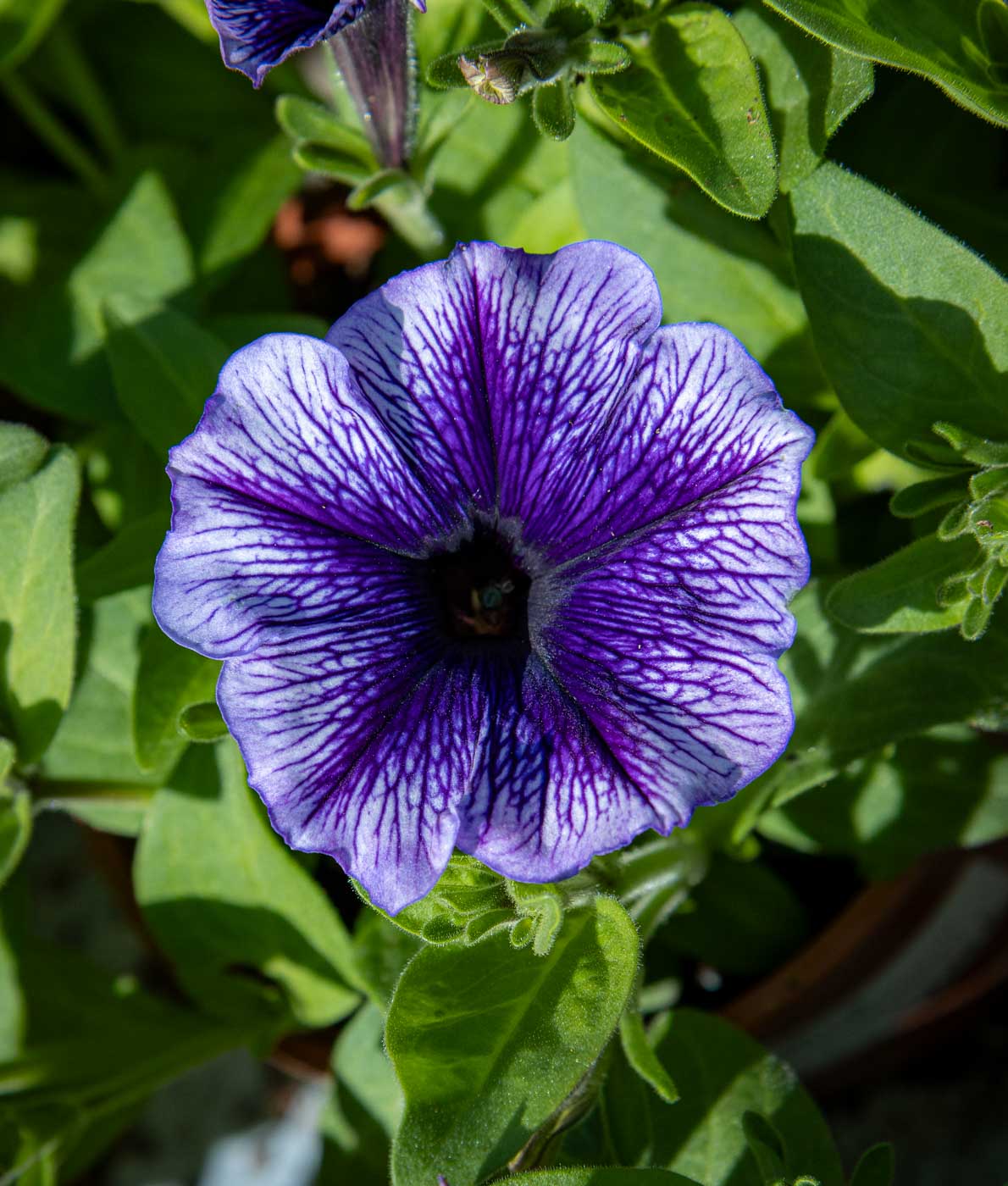 sinikukkainen petunia
