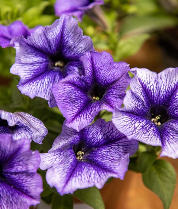 Petunia Indigovein R13